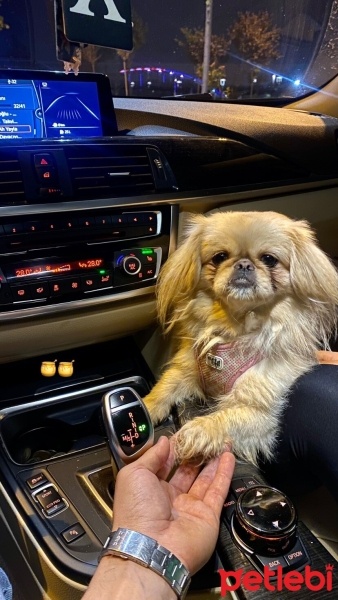 Pekingese, Köpek  Daizy fotoğrafı