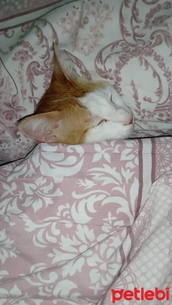 Sarman, Kedi  Behlül fotoğrafı