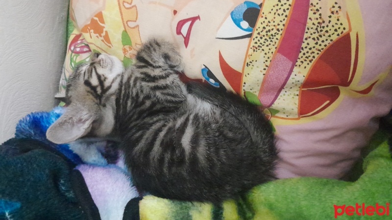 Tekir Kedi, Kedi  Luna fotoğrafı