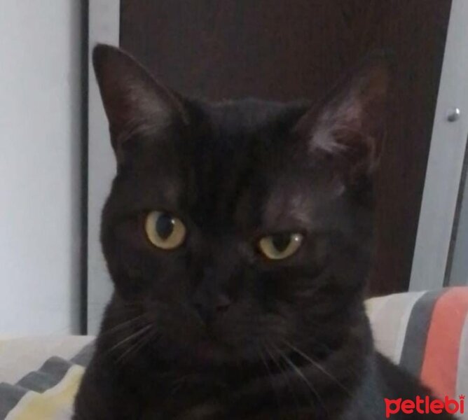 British Shorthair, Kedi  Tülay fotoğrafı