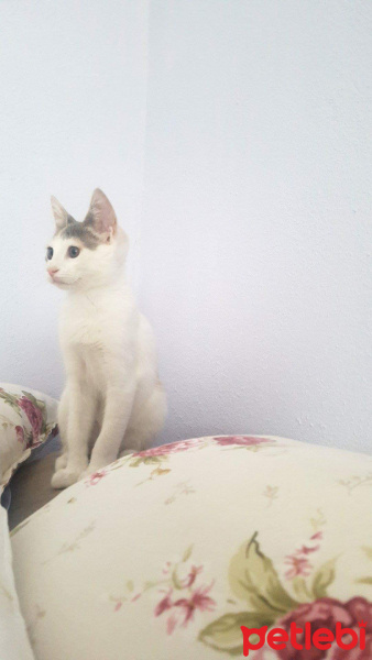 Ankara Kedisi, Kedi  Işıl fotoğrafı