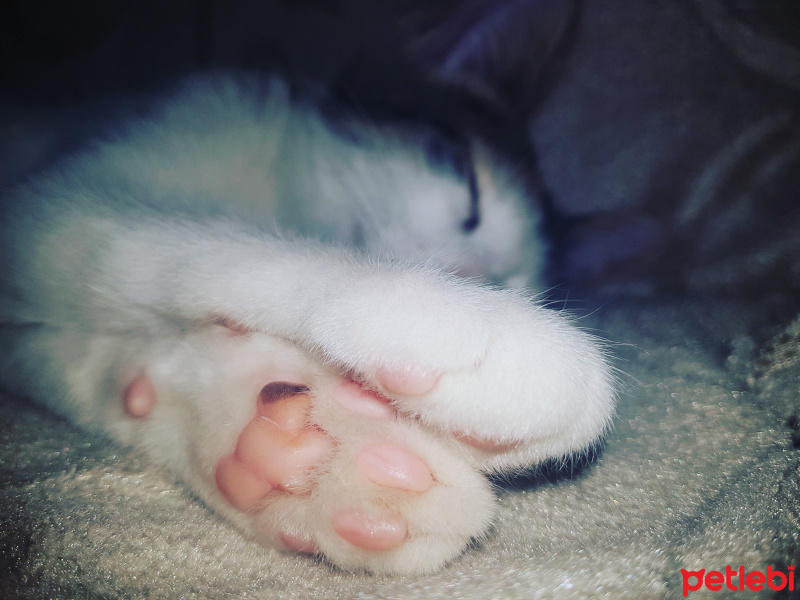 Ankara Kedisi, Kedi  Işıl fotoğrafı