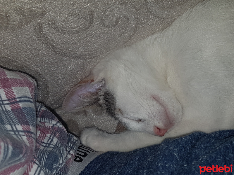Ankara Kedisi, Kedi  Işıl fotoğrafı
