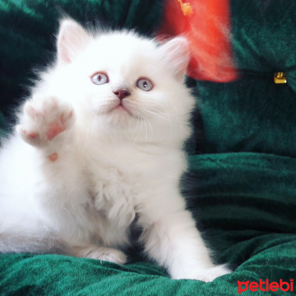 Scottish Fold, Kedi  Zima fotoğrafı