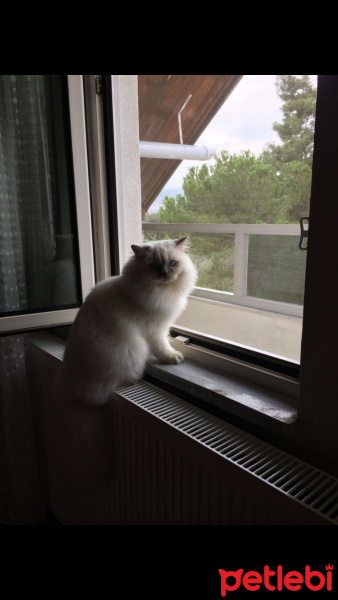 Scottish Fold, Kedi  Zima fotoğrafı