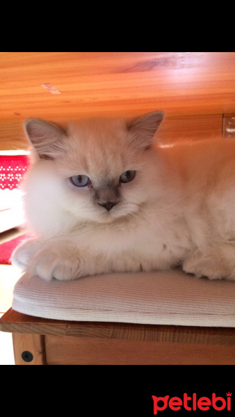 Scottish Fold, Kedi  Zima fotoğrafı