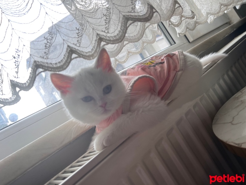 British Shorthair, Kedi  Mia fotoğrafı