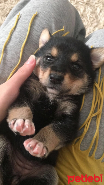 Rottweiler, Köpek  Mişa fotoğrafı