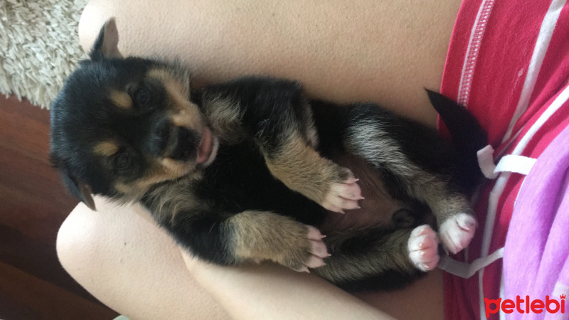 Rottweiler, Köpek  Mişa fotoğrafı