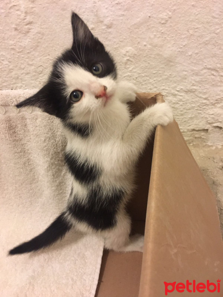 Tuxedo (Smokin) Kedi, Kedi  İsmi yok, sahip arıyor  fotoğrafı