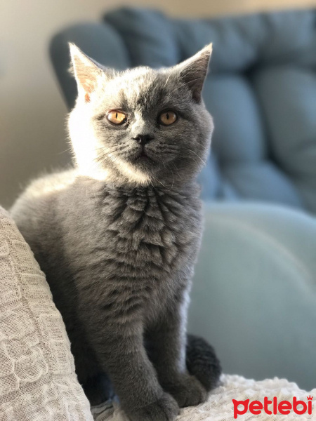 British Shorthair, Kedi  Çakıl fotoğrafı