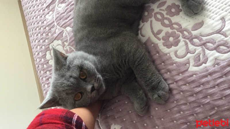 British Shorthair, Kedi  Çakıl fotoğrafı