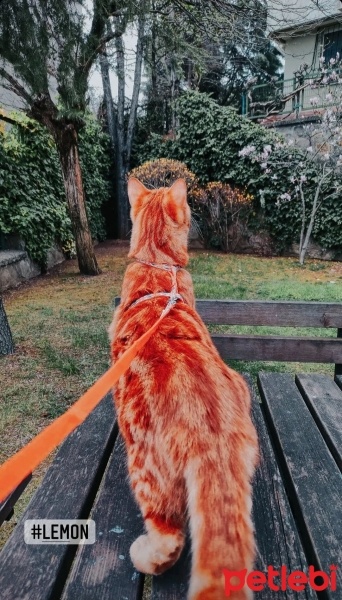 Tekir Kedi, Kedi  Limon fotoğrafı