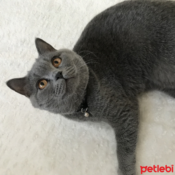 British Shorthair, Kedi  moonie fotoğrafı