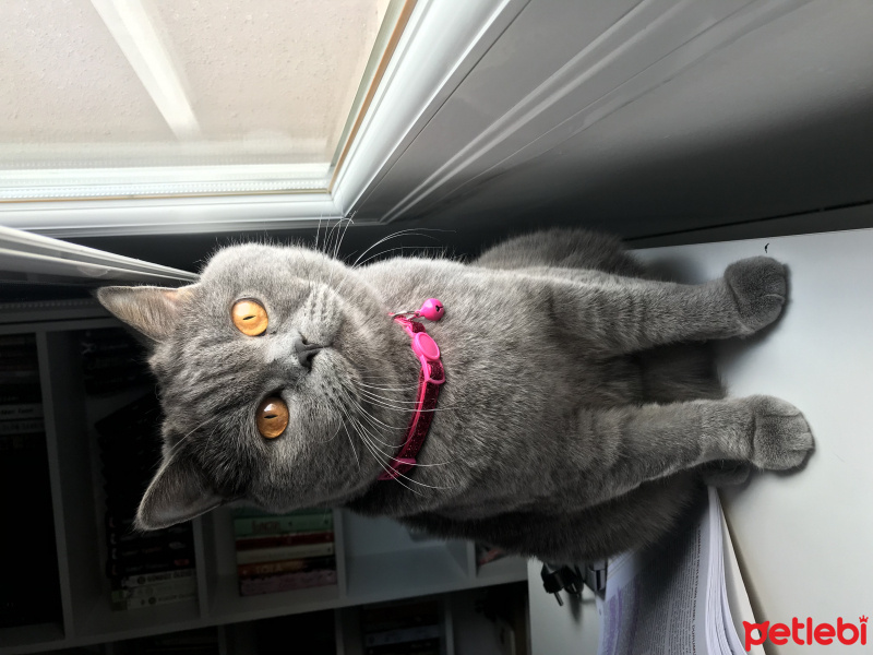 British Shorthair, Kedi  moonie fotoğrafı