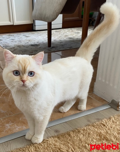 British Shorthair, Kedi  Bulut fotoğrafı