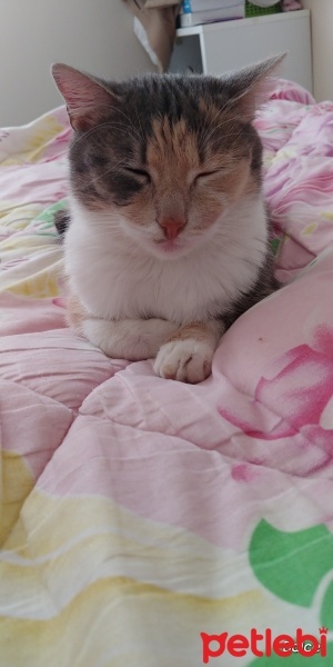 Tekir Kedi, Kedi  Pamuk fotoğrafı