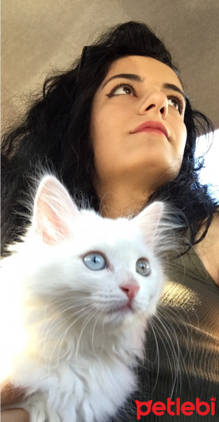 Ankara Kedisi, Kedi  Zin fotoğrafı