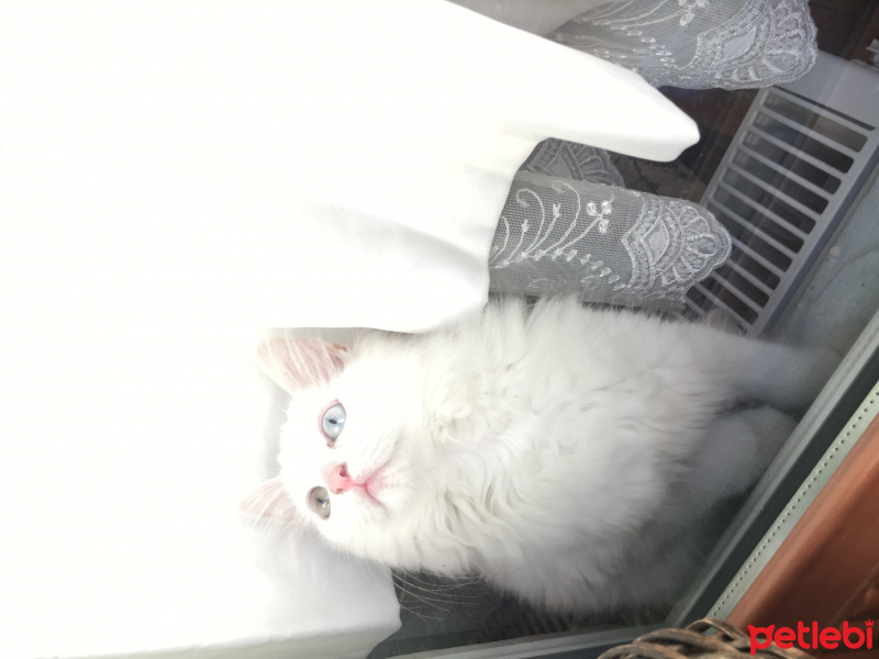 Ankara Kedisi, Kedi  Zin fotoğrafı