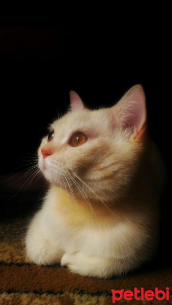 Ankara Kedisi, Kedi  Zin fotoğrafı