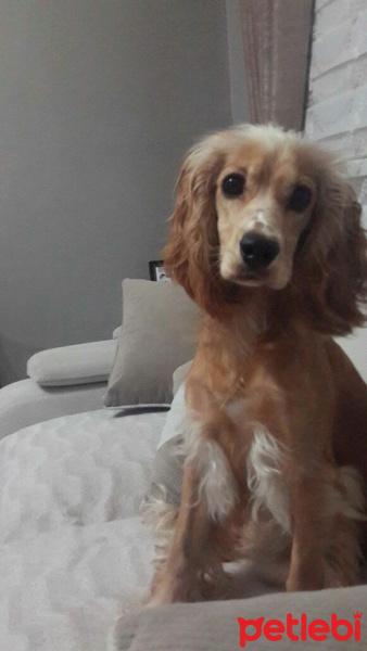 İngiliz Cocker Spaniel, Köpek  Luciy fotoğrafı