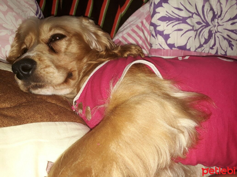 İngiliz Cocker Spaniel, Köpek  Luciy fotoğrafı