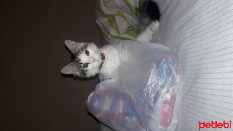 Honey Bear, Kedi  kızım fotoğrafı