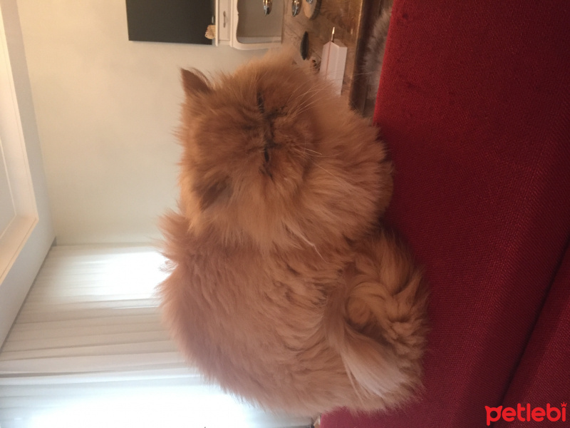 İran Kedisi (Persian), Kedi  Mia fotoğrafı