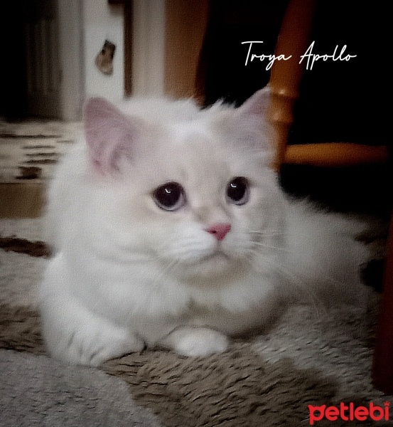 British Longhair, Kedi  Apollo fotoğrafı