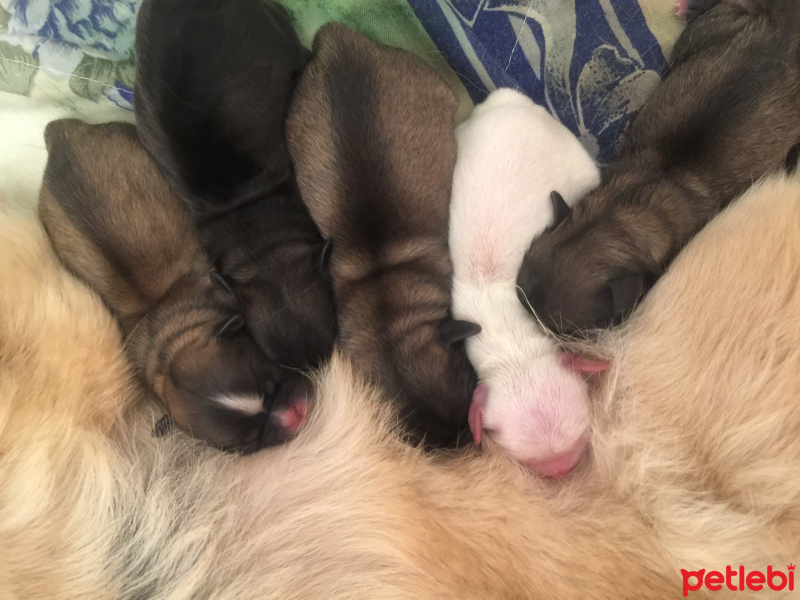 Pekingese, Köpek  Bella fotoğrafı