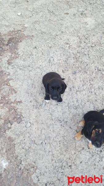 İngiliz Cocker Spaniel, Köpek  YUVA ARIYORUZZZ fotoğrafı