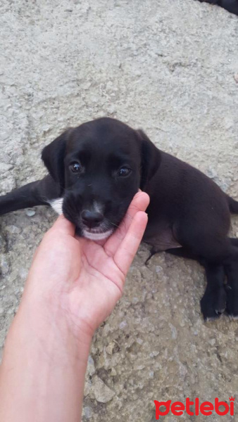 İngiliz Cocker Spaniel, Köpek  YUVA ARIYORUZZZ fotoğrafı