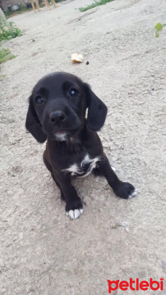 İngiliz Cocker Spaniel, Köpek  YUVA ARIYORUZZZ fotoğrafı