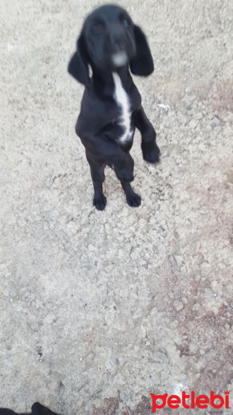 İngiliz Cocker Spaniel, Köpek  YUVA ARIYORUZZZ fotoğrafı