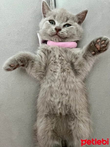 Scottish Fold, Kedi  Ceku fotoğrafı