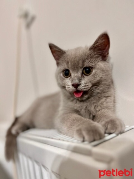 Scottish Fold, Kedi  Ceku fotoğrafı