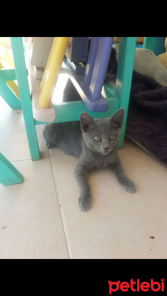 Mavi Rus, Kedi  Duman fotoğrafı