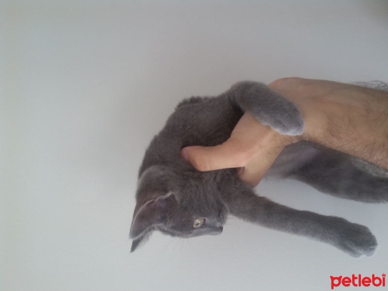 Mavi Rus, Kedi  Duman fotoğrafı