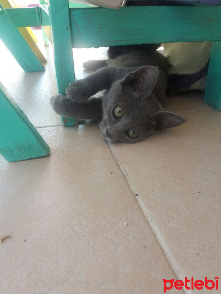 Mavi Rus, Kedi  Duman fotoğrafı