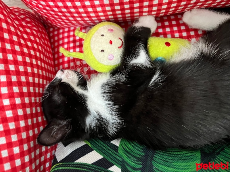 Tekir Kedi, Kedi  Zeytin fotoğrafı