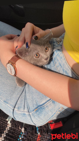 British Shorthair, Kedi  Mia fotoğrafı