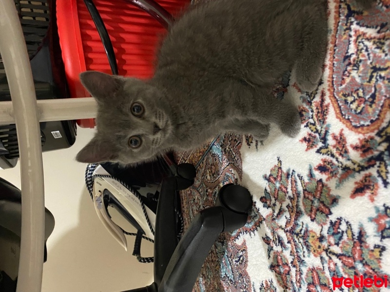 British Shorthair, Kedi  Mia fotoğrafı