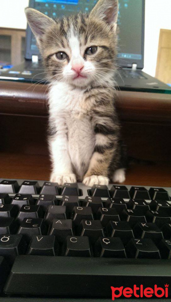 Soke, Kedi  Bıdık fotoğrafı