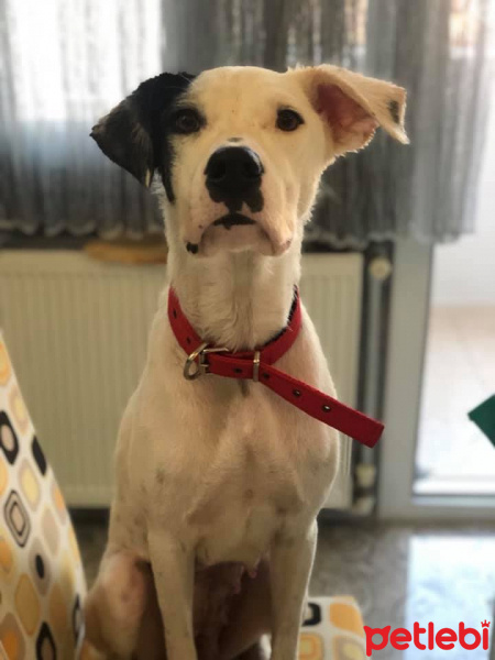 Soke, Kedi  Bıdık fotoğrafı