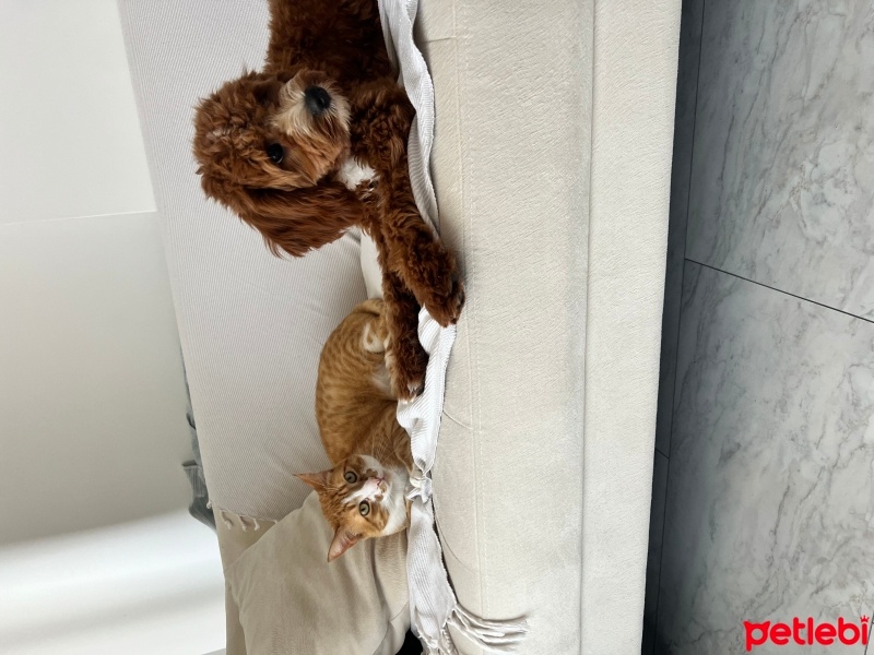Maltese, Köpek  Leo fotoğrafı