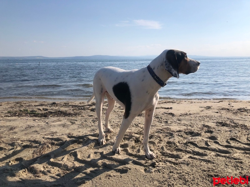 Pointer, Köpek  Rory fotoğrafı