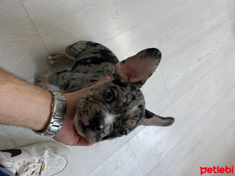 Fransız Bulldog, Köpek  Jack fotoğrafı