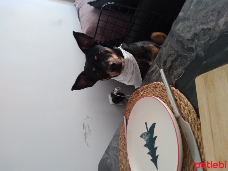 Minyatür Pinscher, Köpek  Şalo fotoğrafı