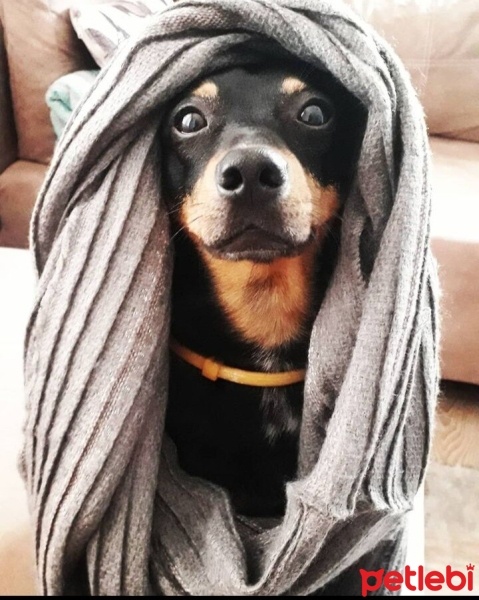 Minyatür Pinscher, Köpek  Şalo fotoğrafı