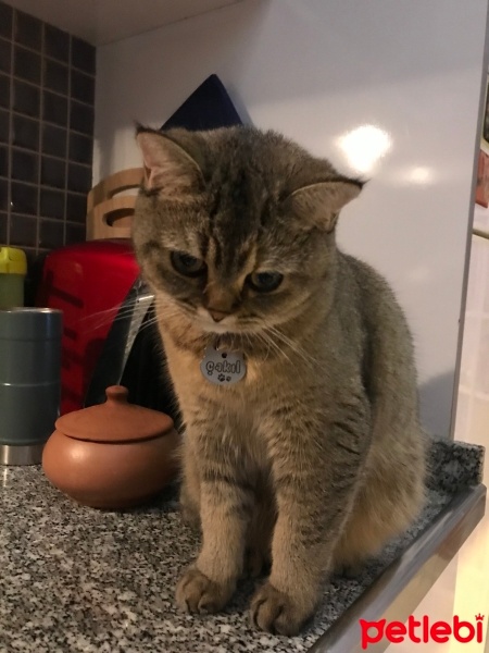 British Shorthair, Kedi  Çakıl fotoğrafı